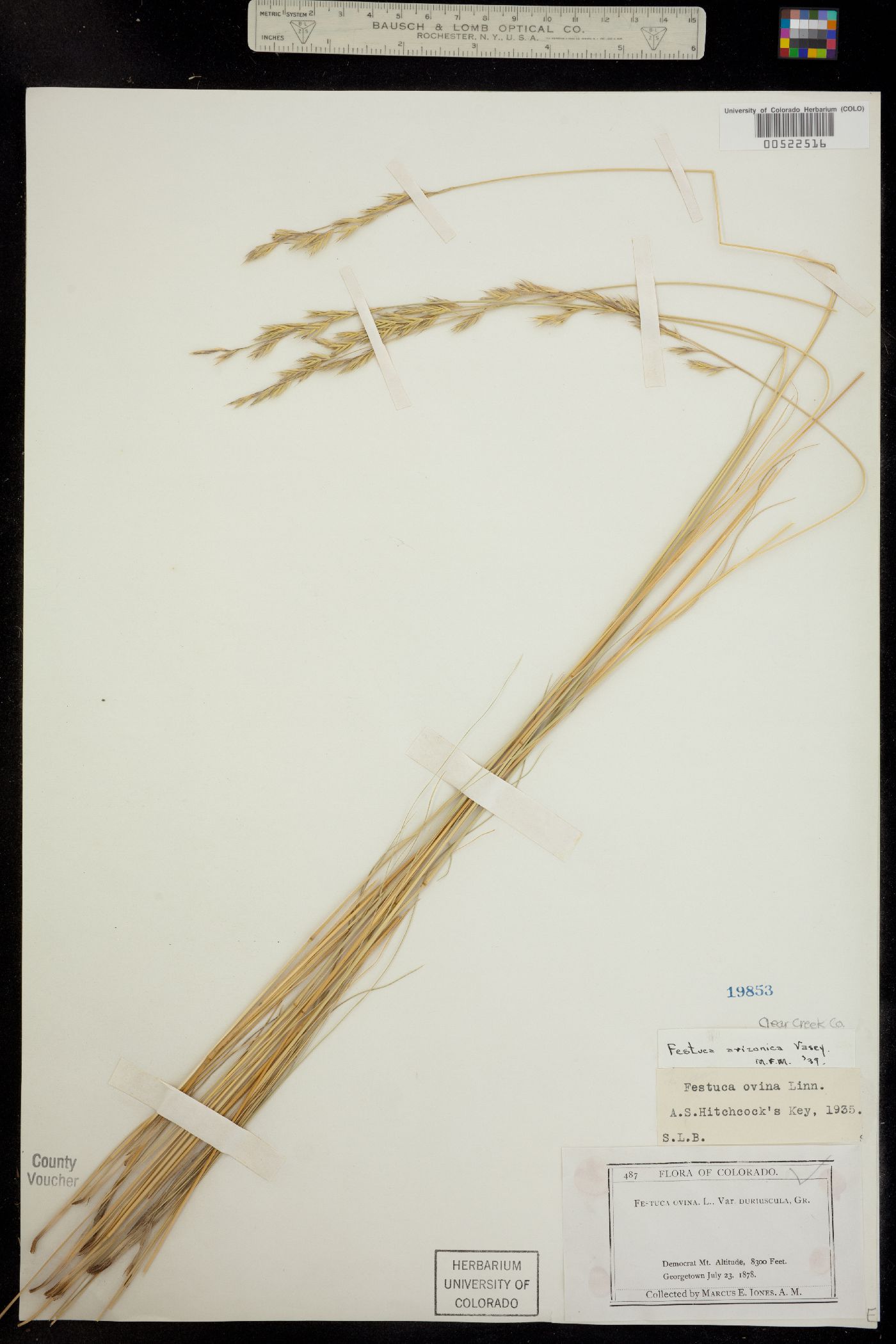 Festuca arizonica image