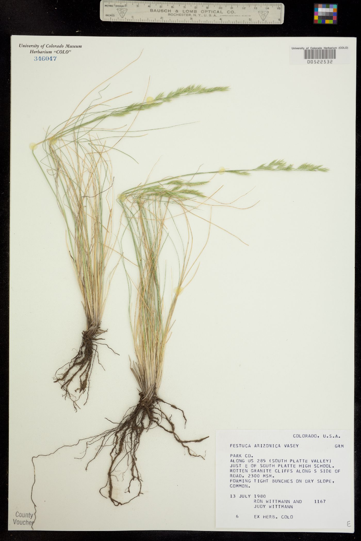 Festuca arizonica image