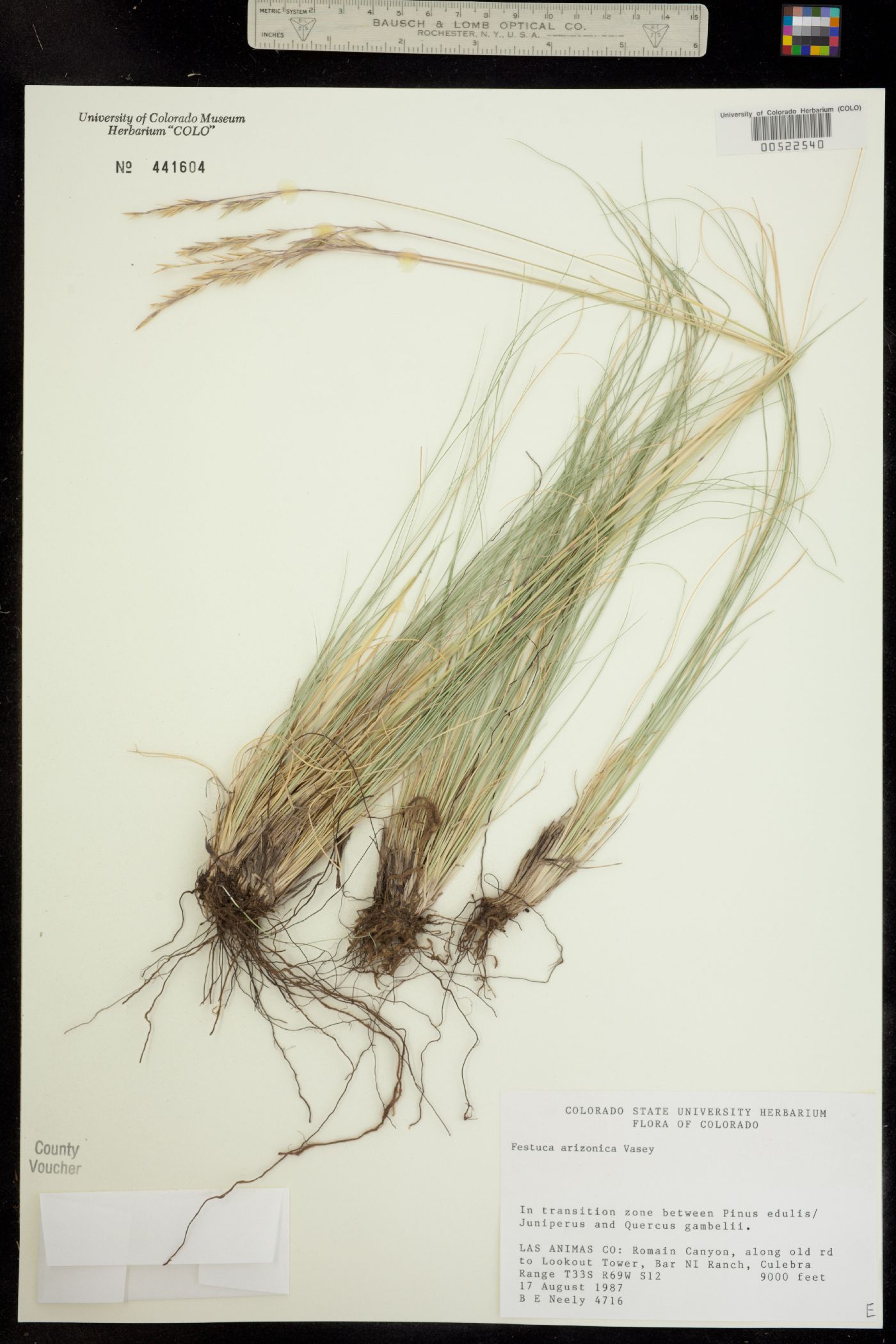Festuca arizonica image
