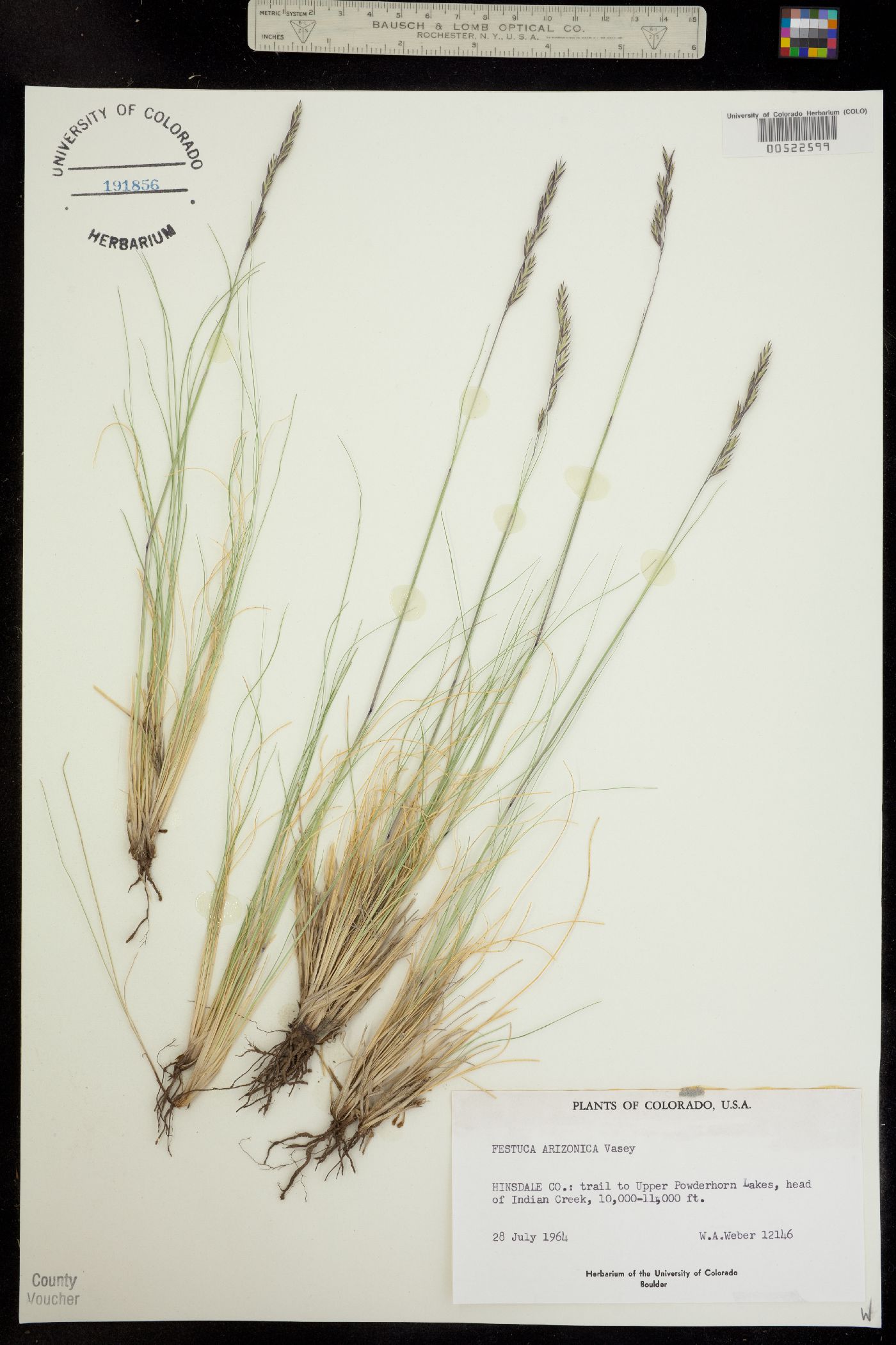 Festuca arizonica image