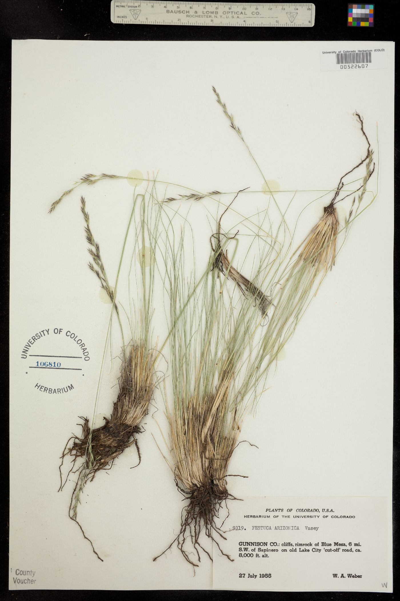 Festuca arizonica image