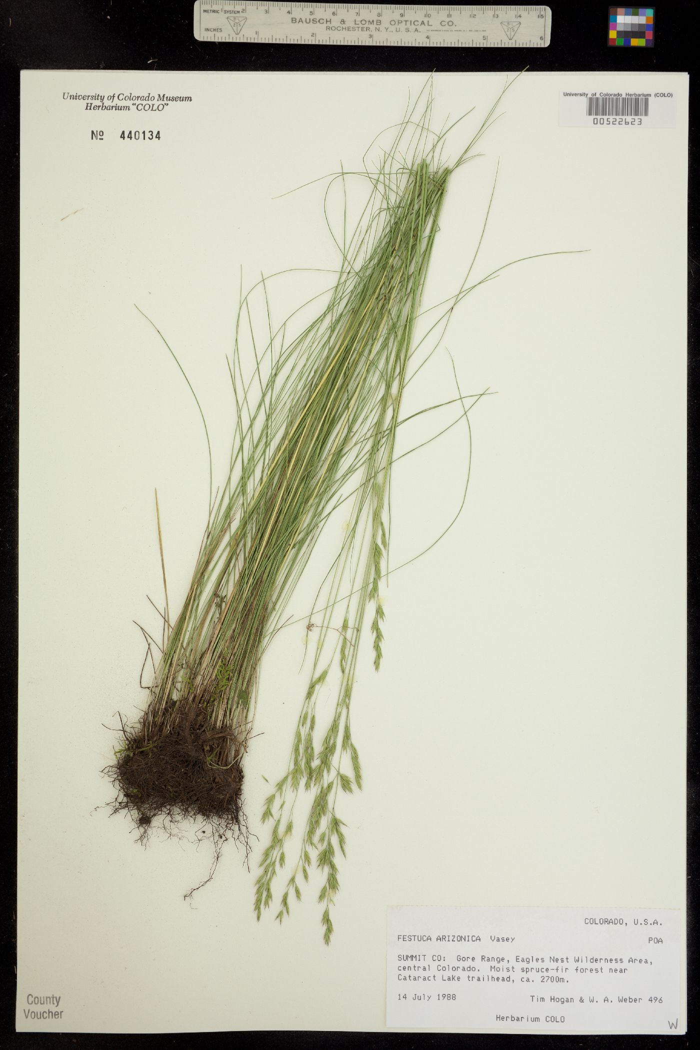 Festuca arizonica image