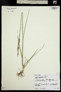 Lolium arundinaceum image