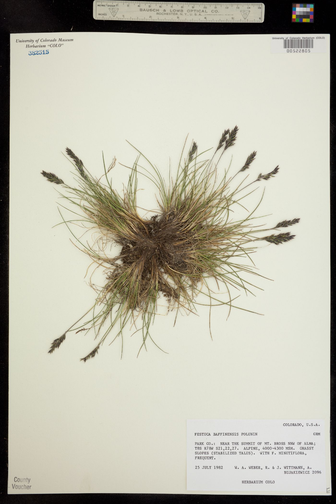 Festuca baffinensis image