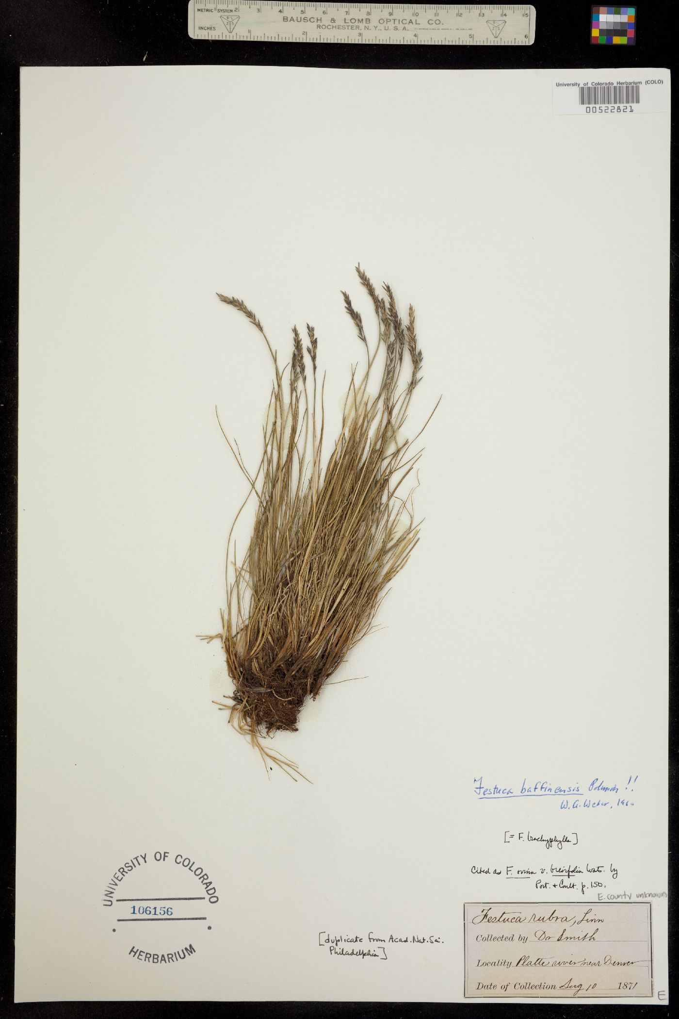 Festuca image