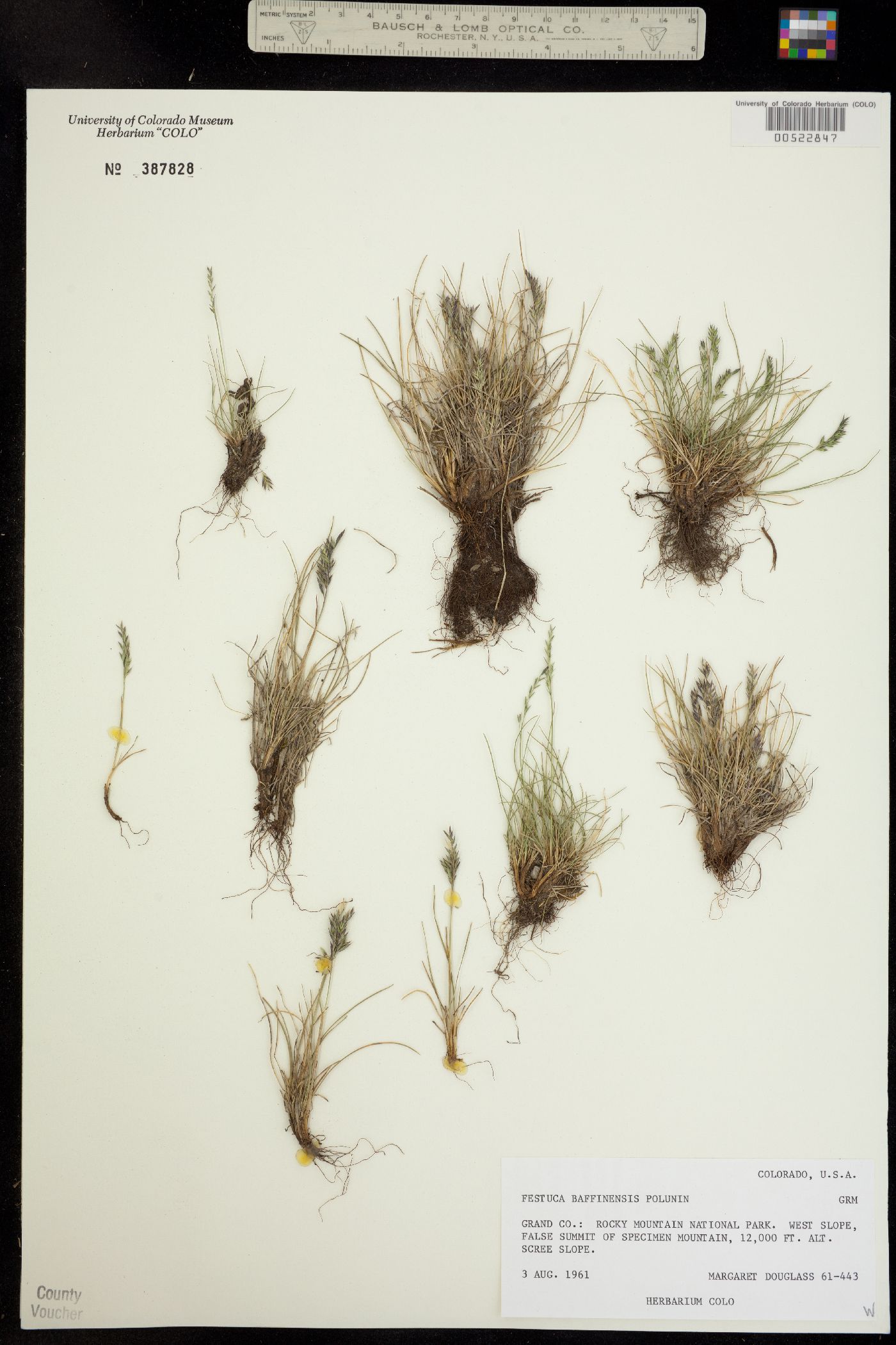 Festuca baffinensis image