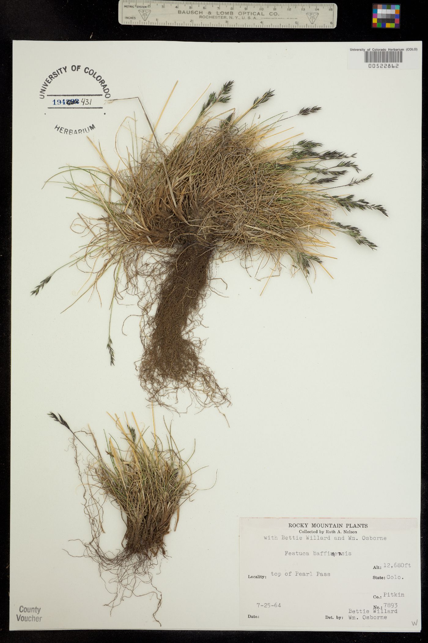Festuca baffinensis image