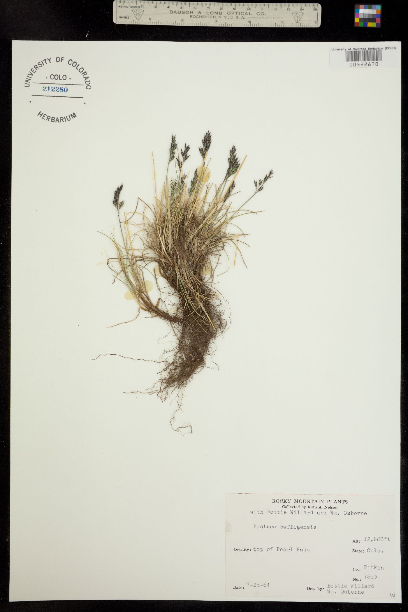 Festuca baffinensis image