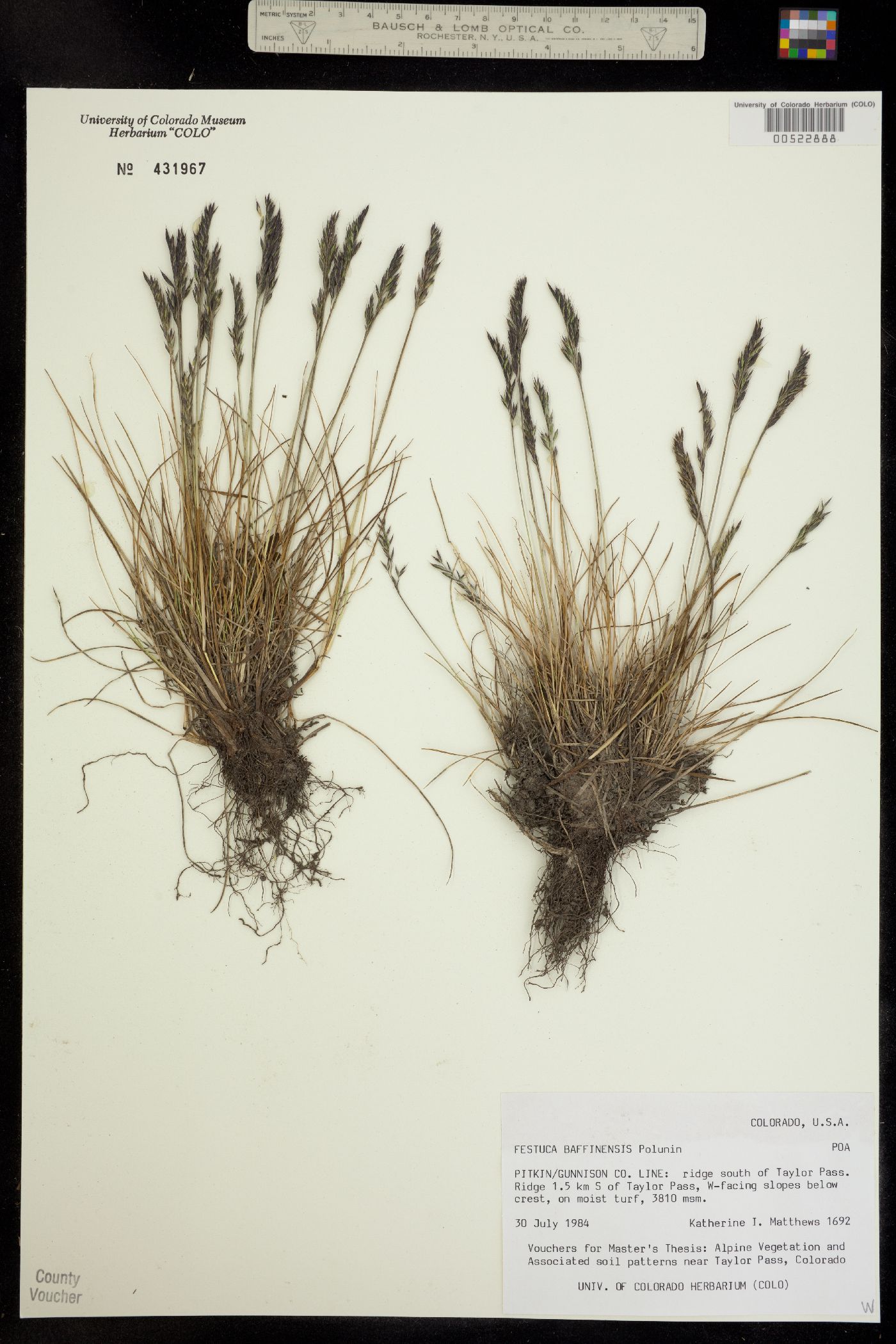 Festuca baffinensis image