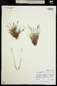 Festuca brachyphylla ssp. coloradensis image