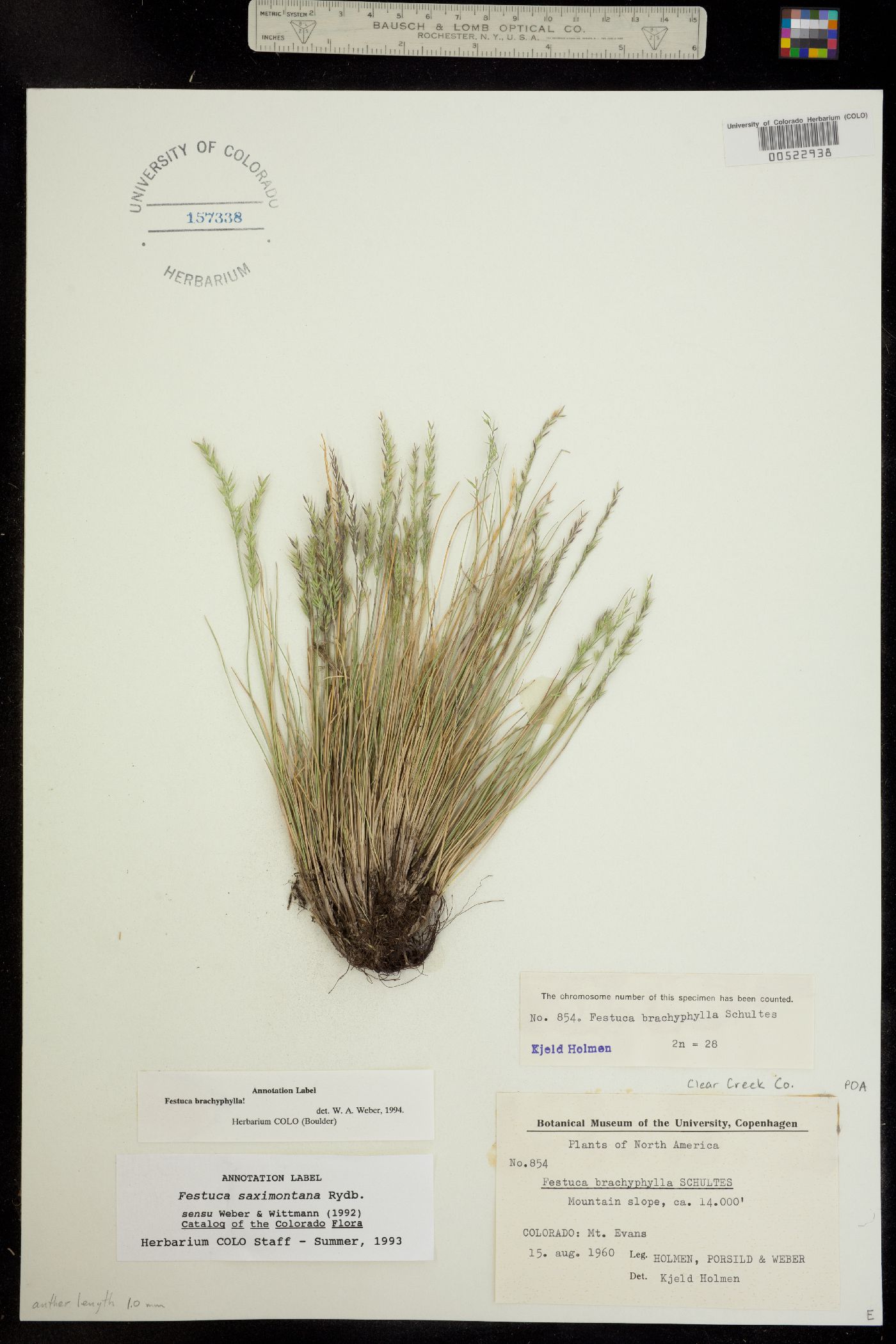 Festuca brachyphylla ssp. coloradensis image