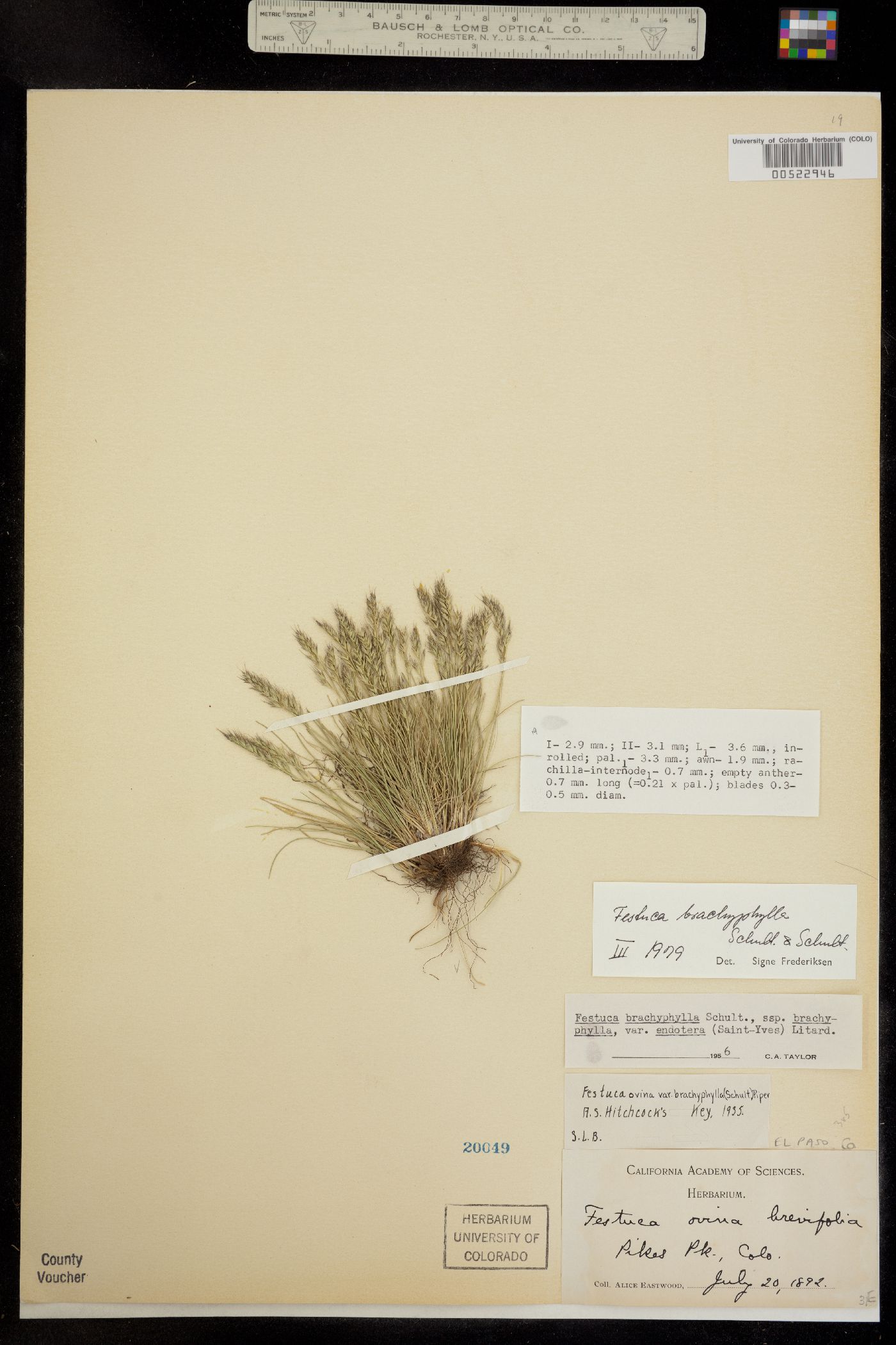 Festuca brachyphylla ssp. coloradensis image