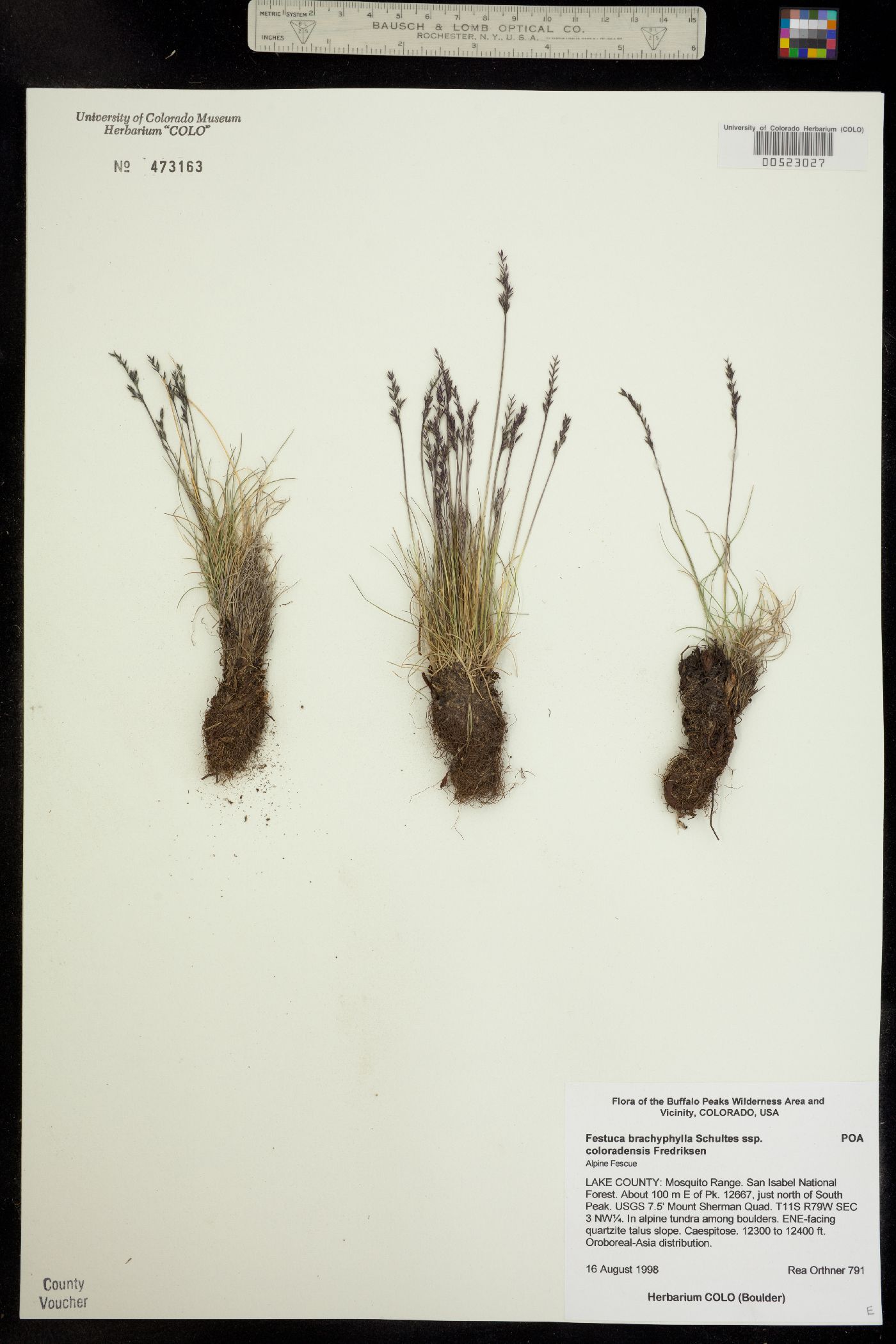 Festuca brachyphylla ssp. coloradensis image