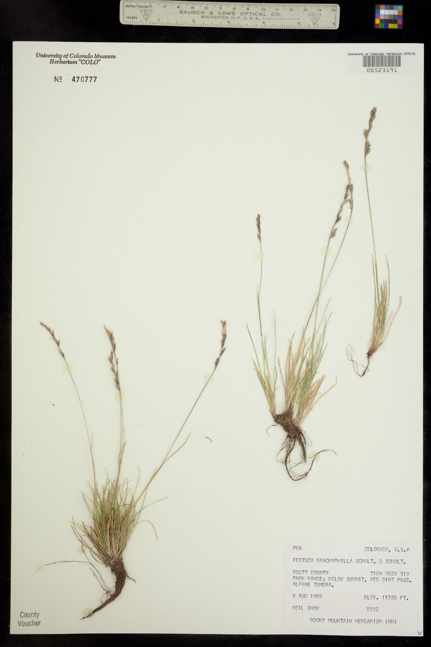 Festuca brachyphylla ssp. coloradensis image