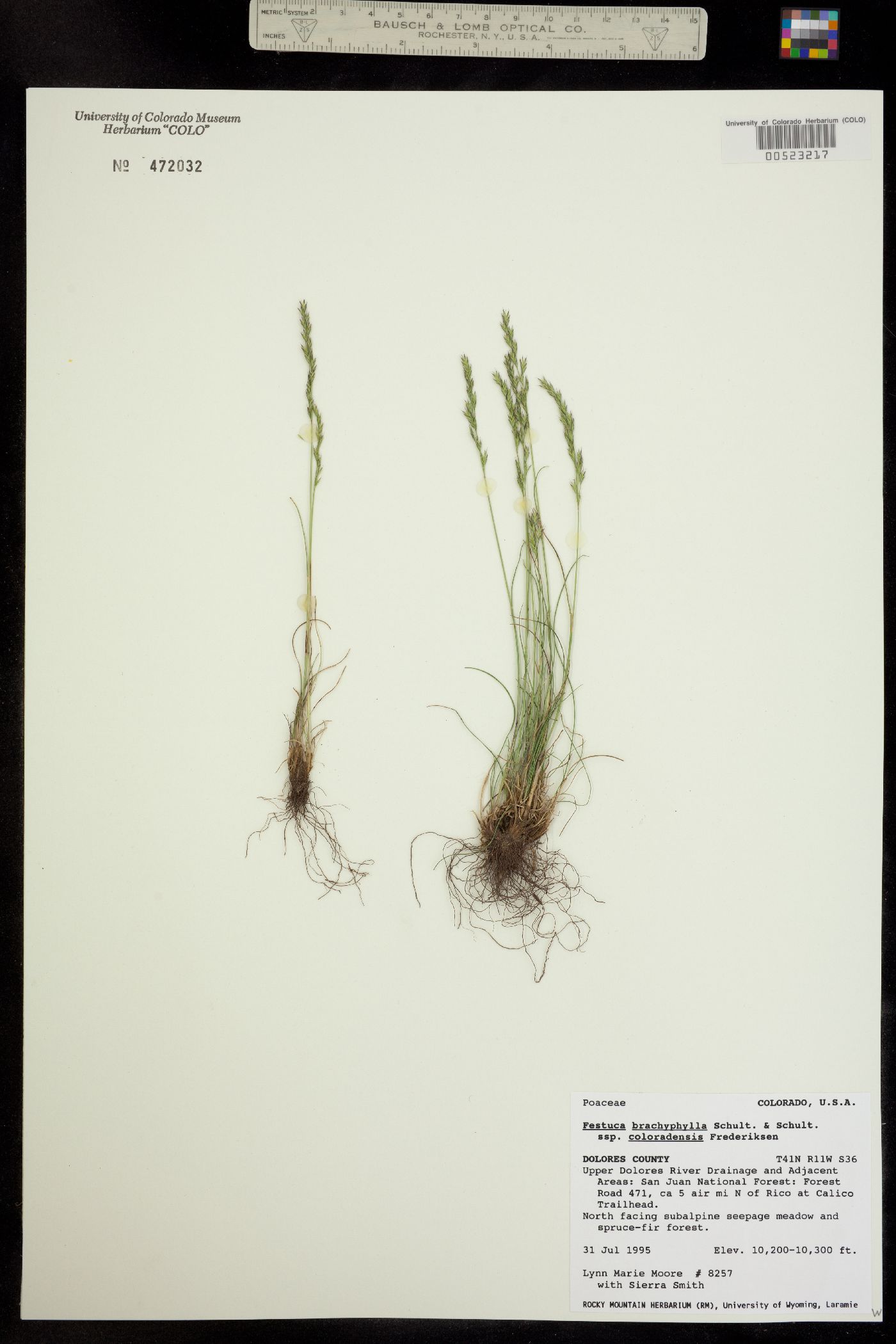 Festuca brachyphylla ssp. coloradensis image