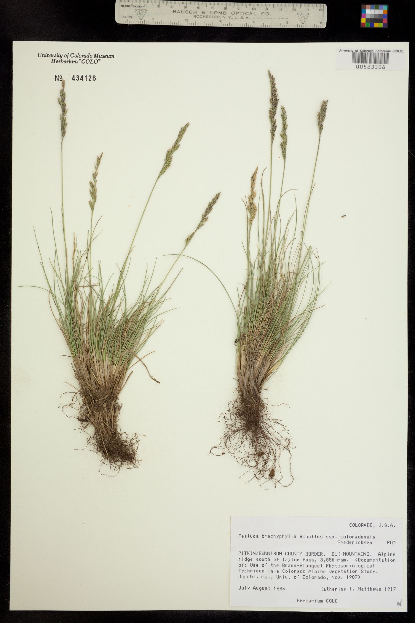 Festuca brachyphylla ssp. coloradensis image