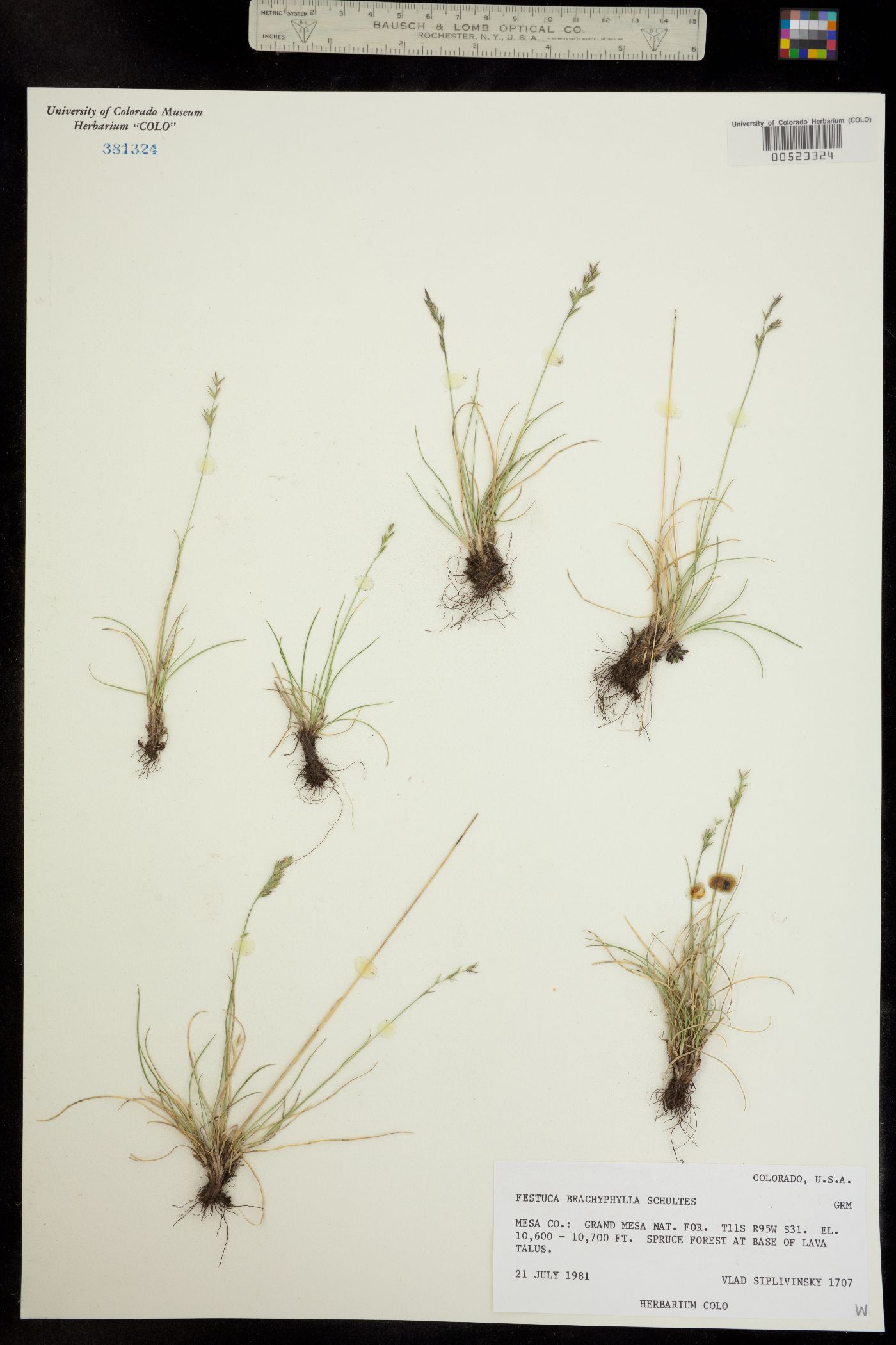 Festuca brachyphylla ssp. coloradensis image