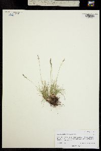 Festuca brachyphylla ssp. coloradensis image