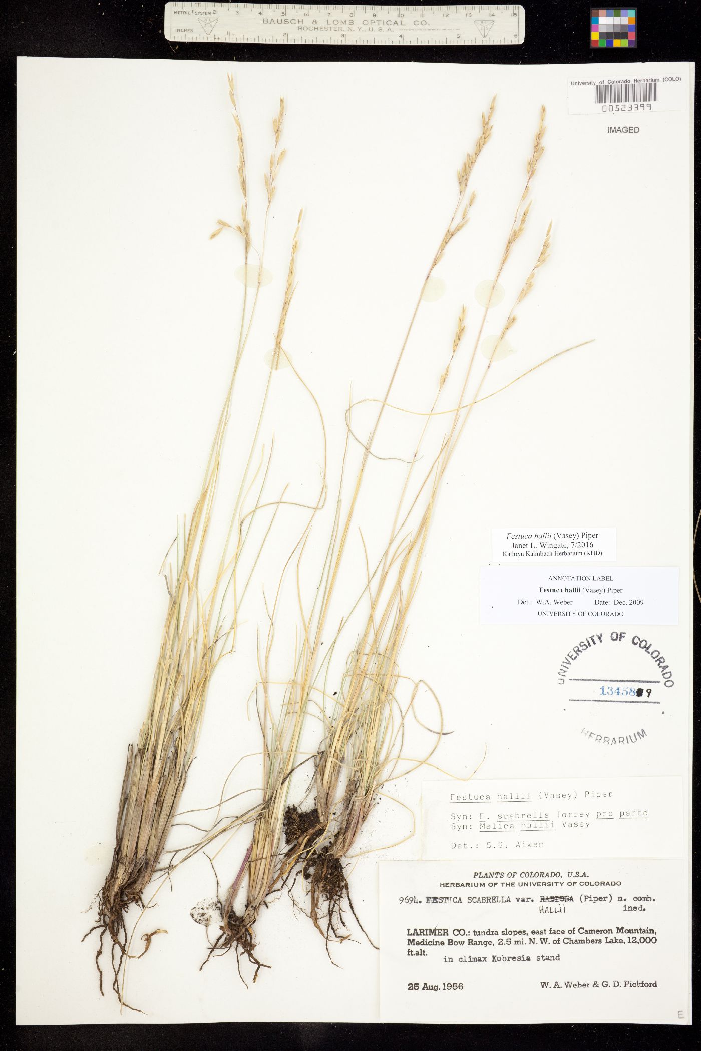 Festuca hallii image
