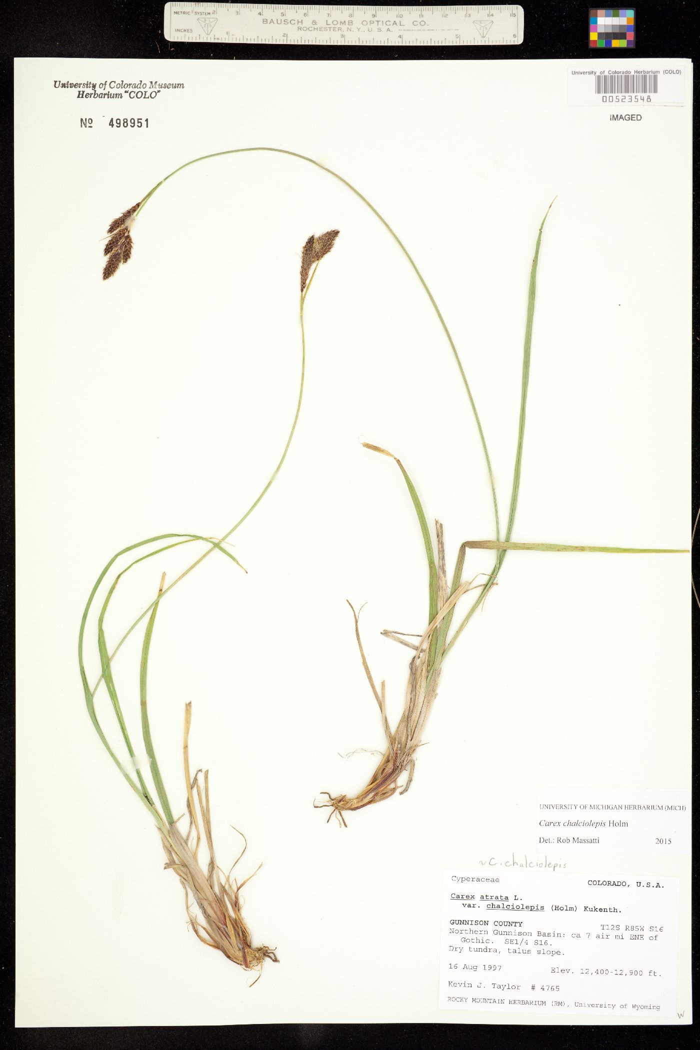 Carex chalciolepis image