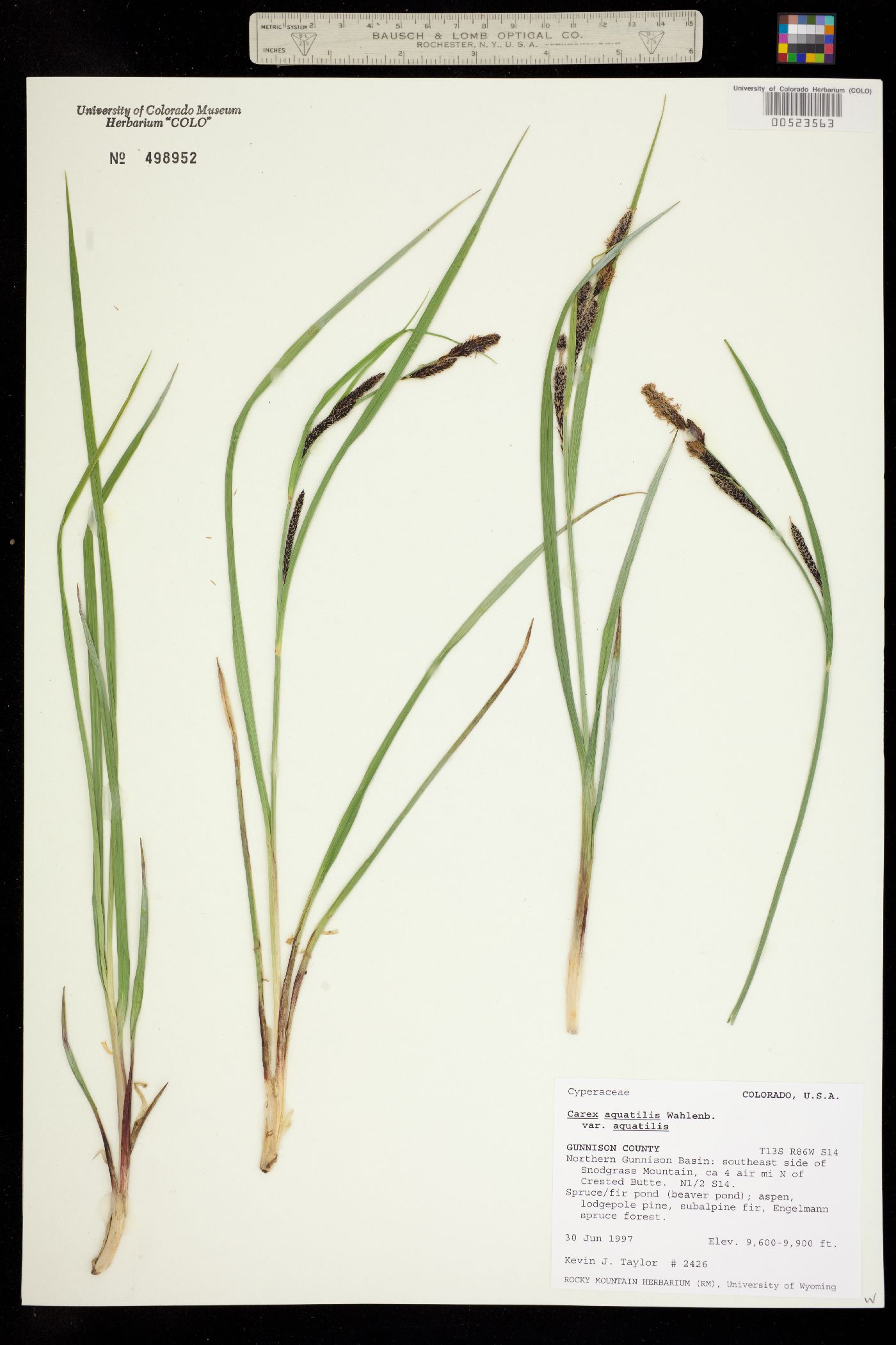 Carex aquatilis ssp. aquatilis image