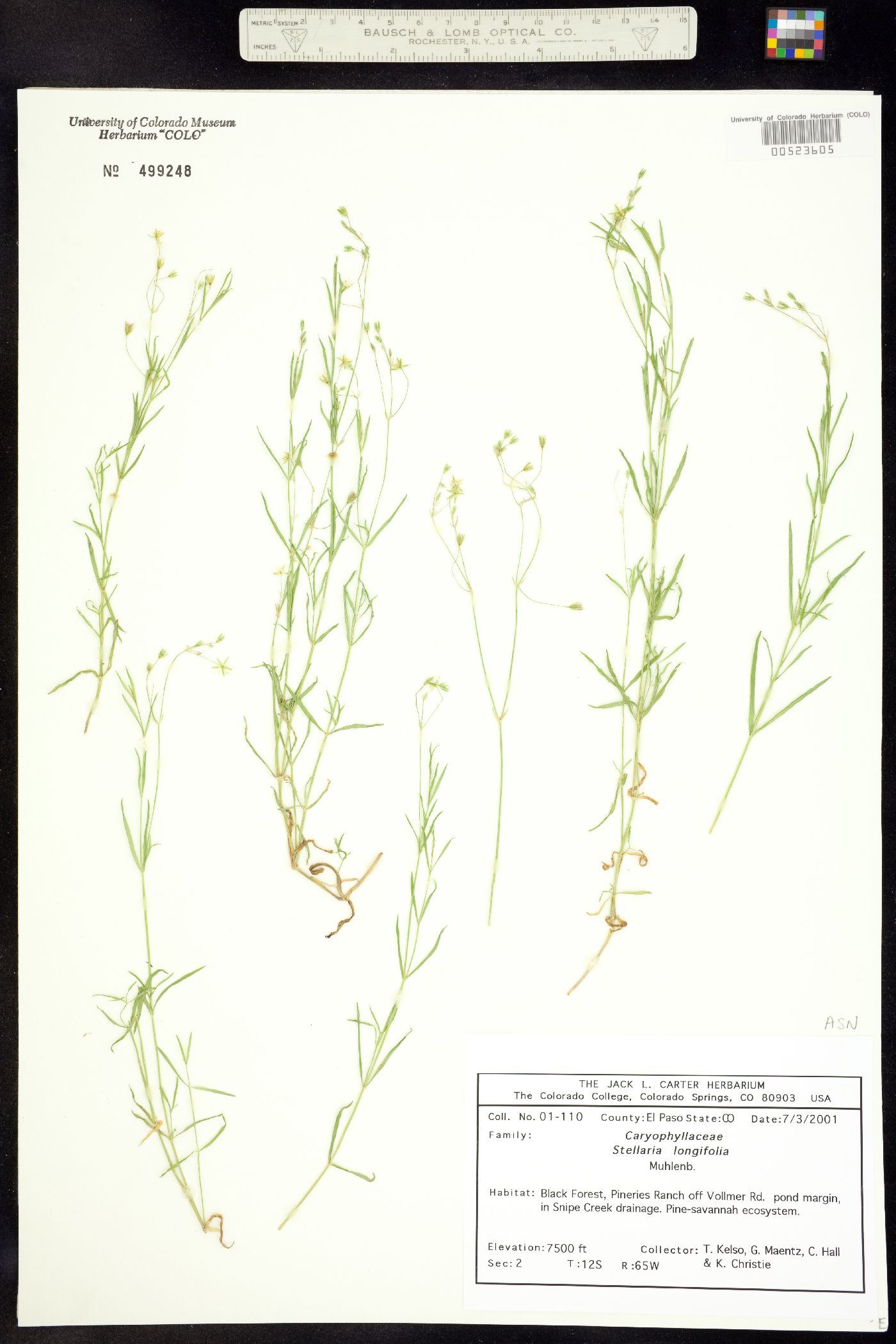 Stellaria longifolia image