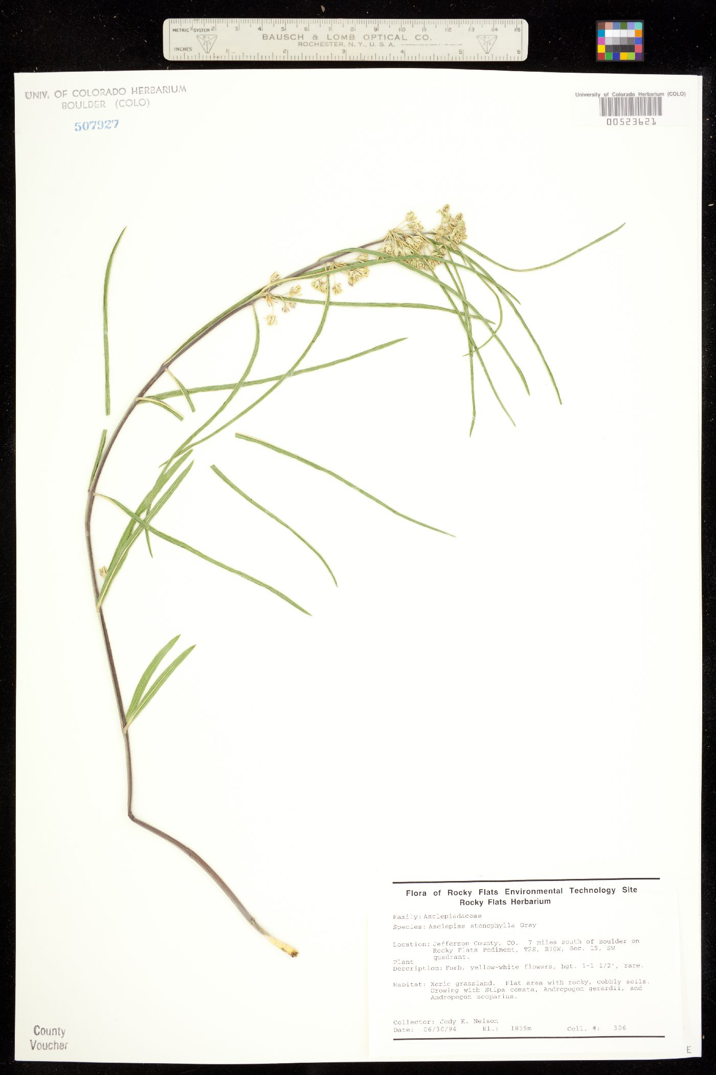 Asclepias stenophylla image