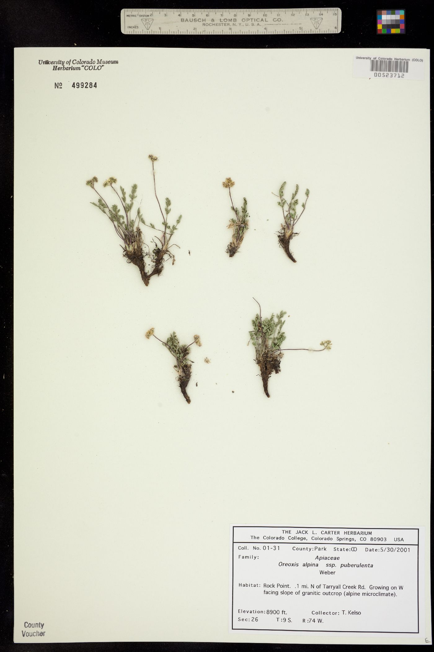 Oreoxis alpina ssp. puberulenta image