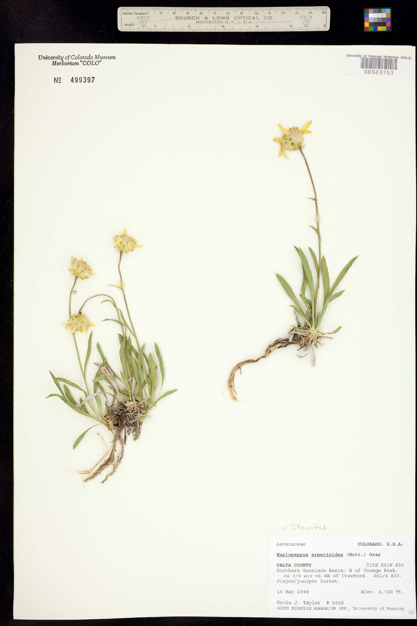Stenotus armerioides image