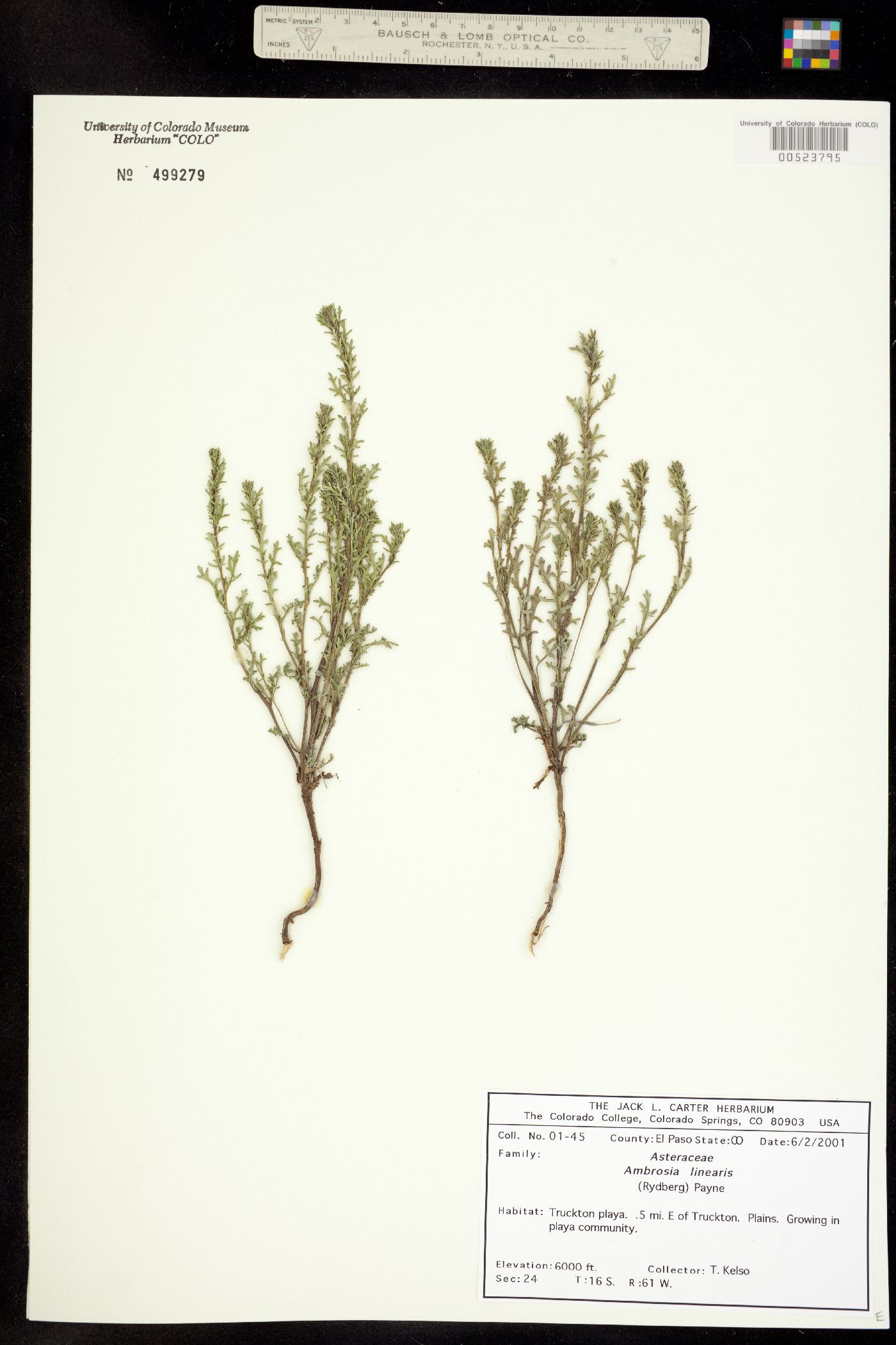 Ambrosia linearis image