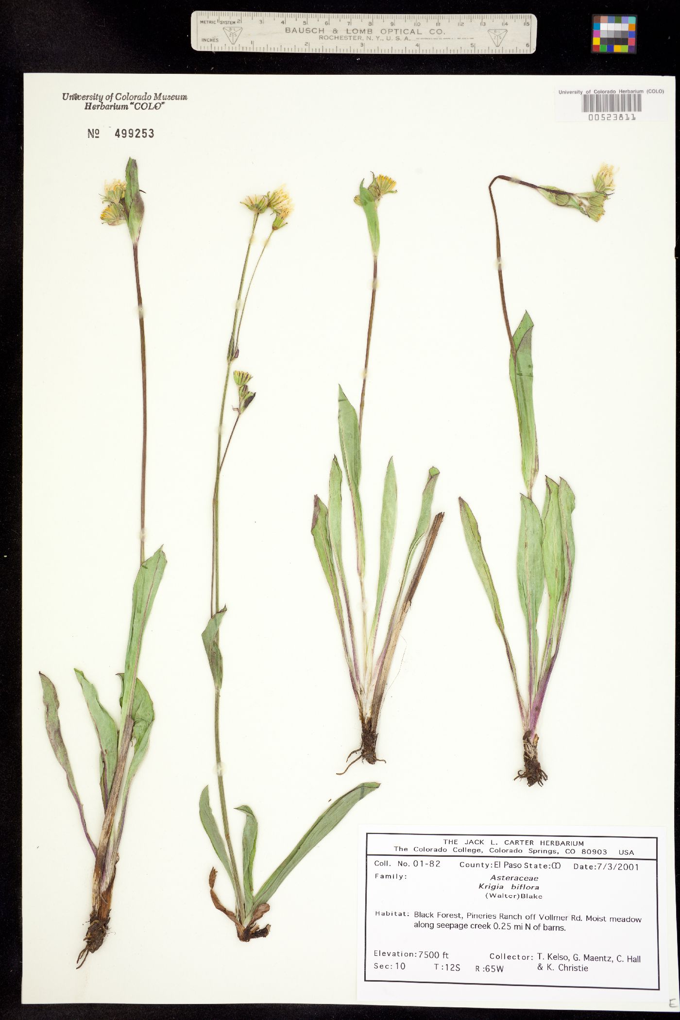 Krigia biflora image