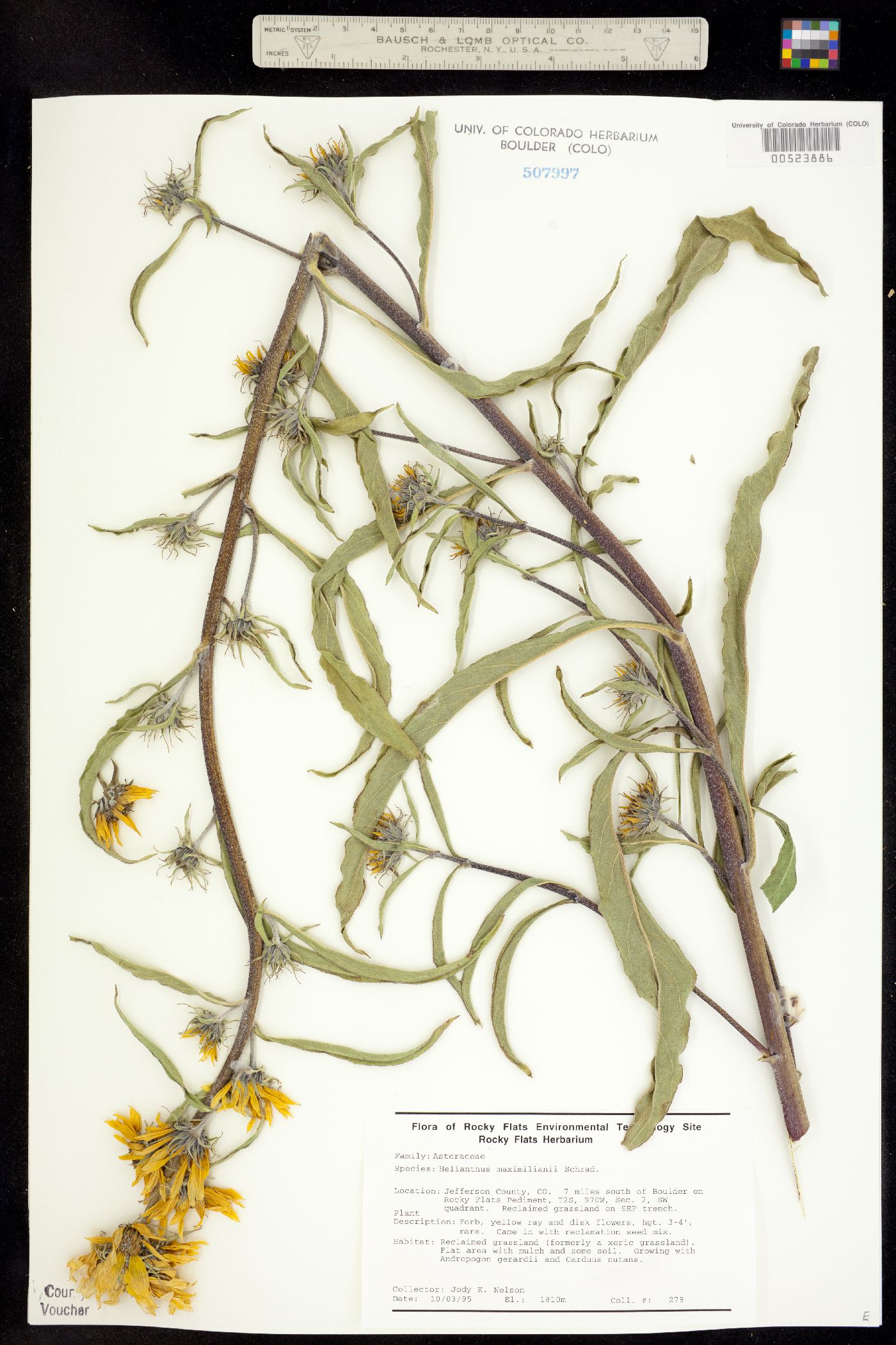 Helianthus maximilianii image