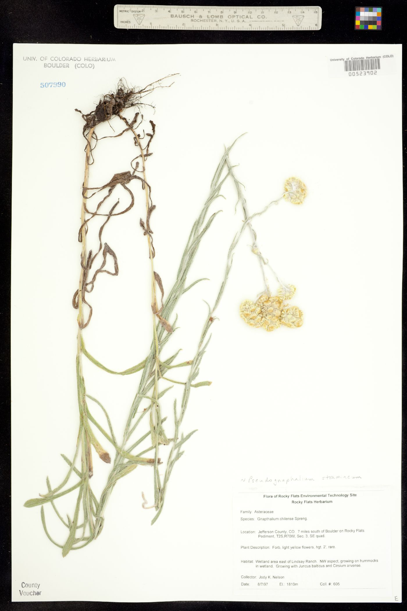 Pseudognaphalium stramineum image