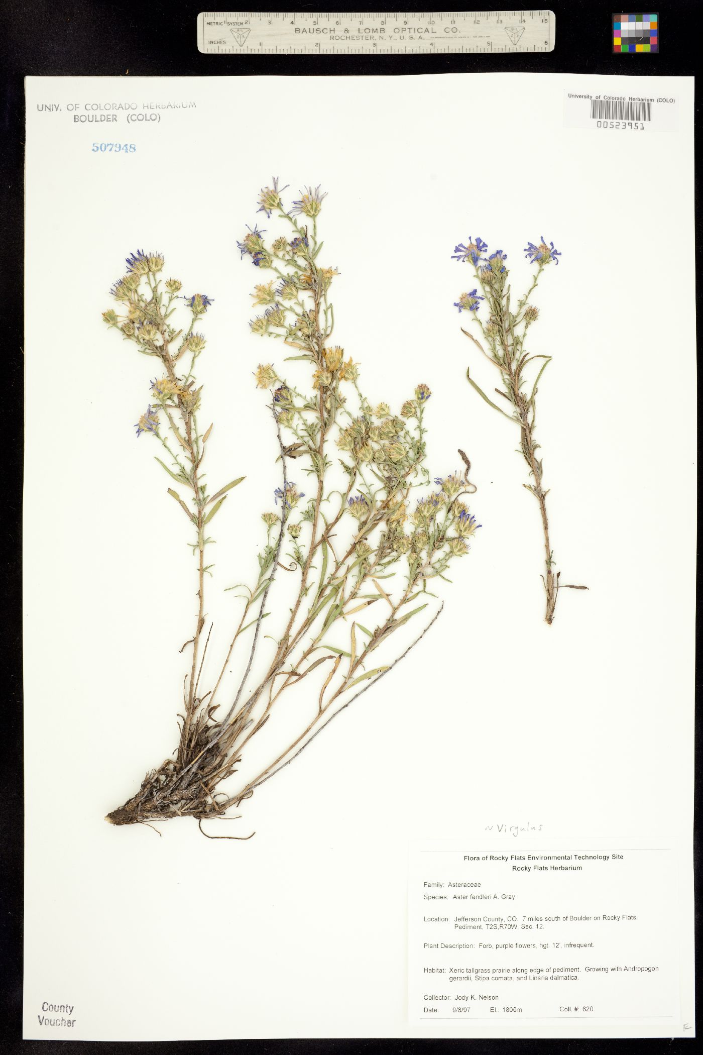 Symphyotrichum fendleri image