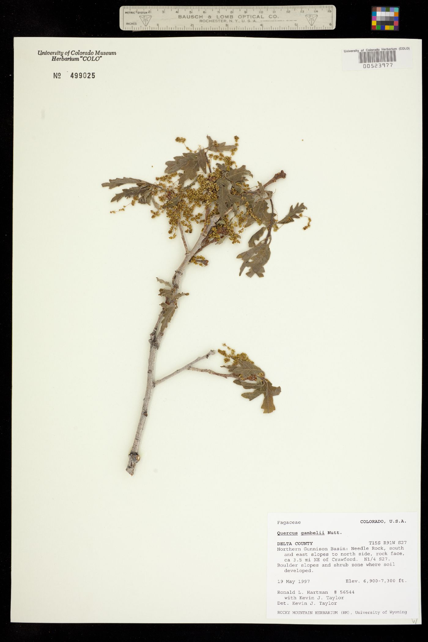 Quercus gambelii image