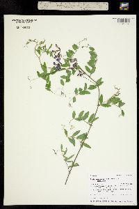 Vicia americana ssp. americana image