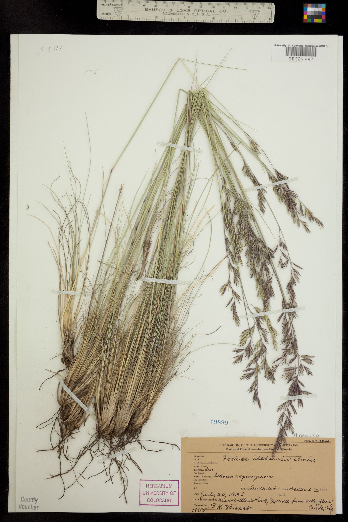 Festuca idahoensis image