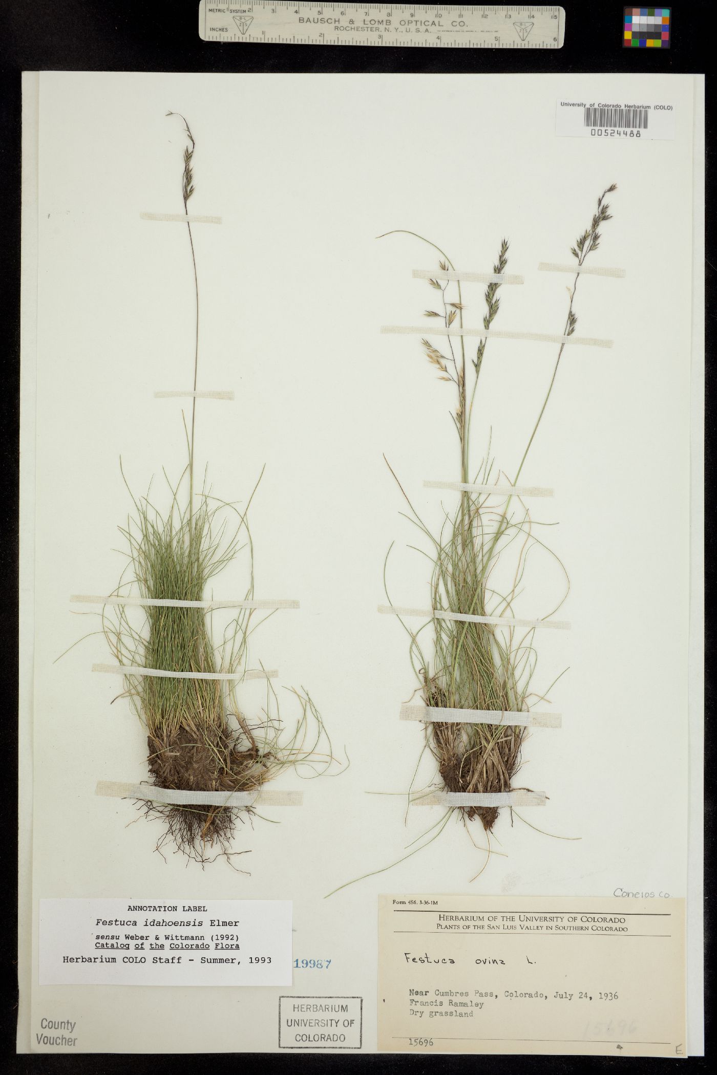 Festuca idahoensis image