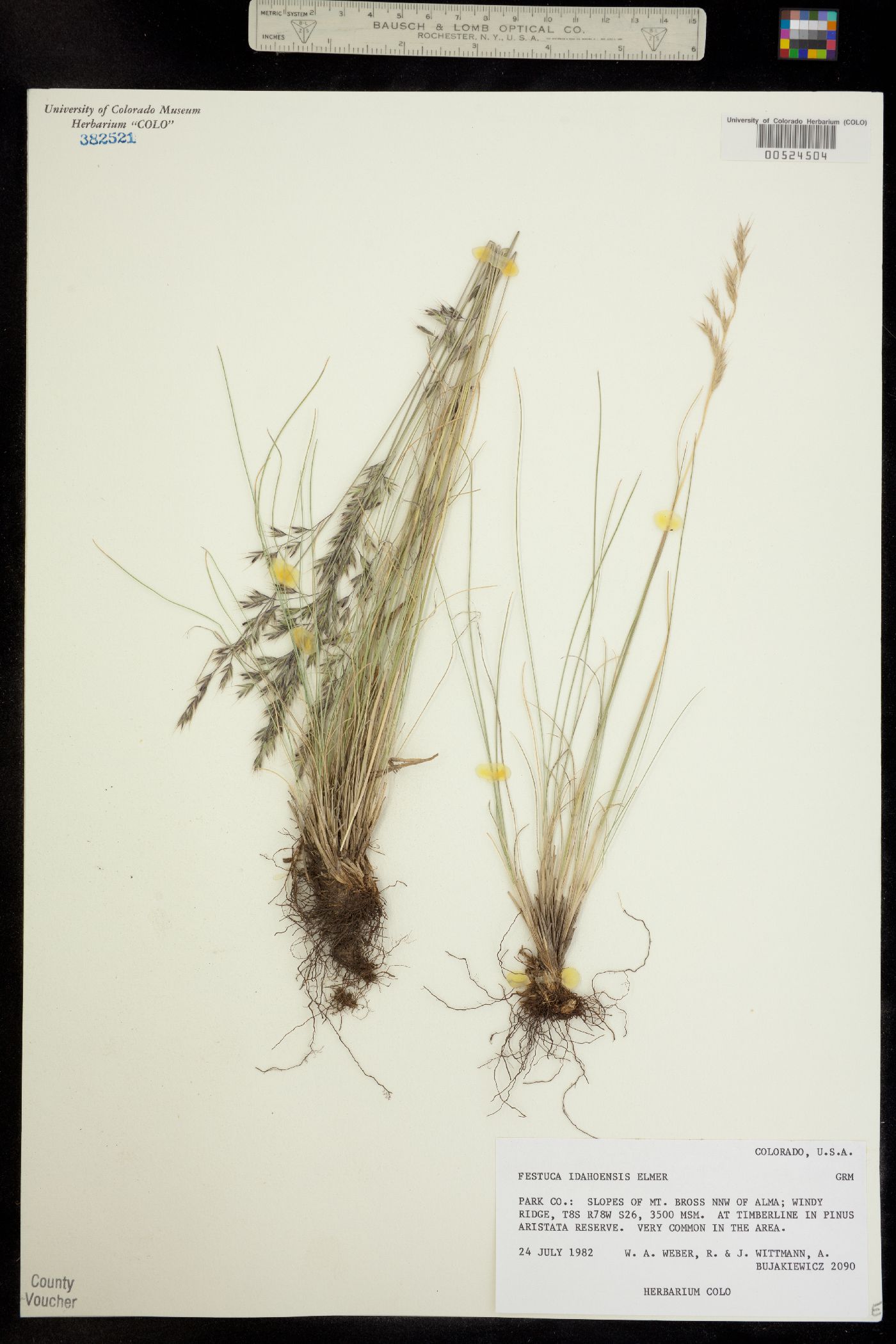 Festuca idahoensis image