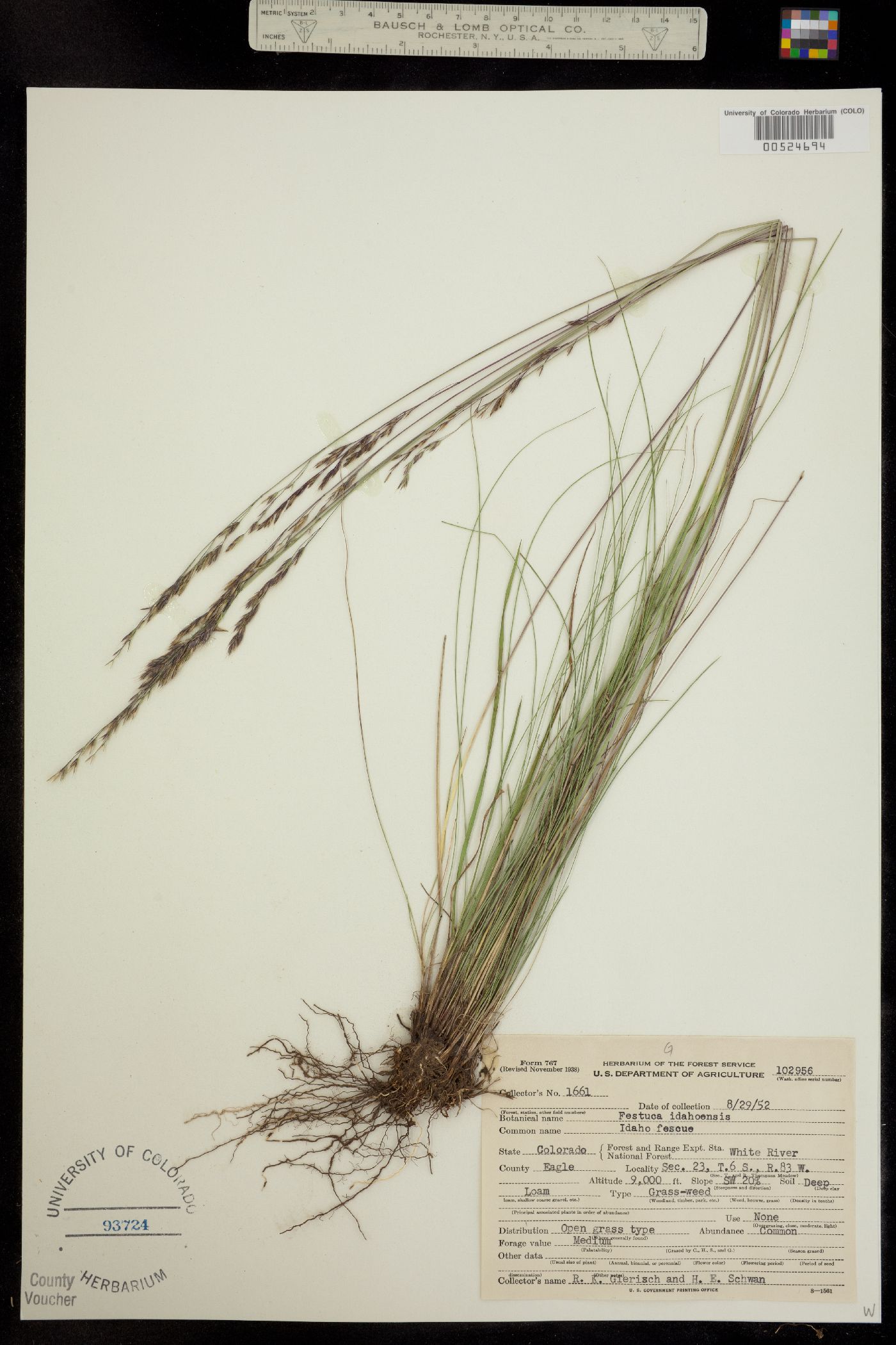 Festuca idahoensis image