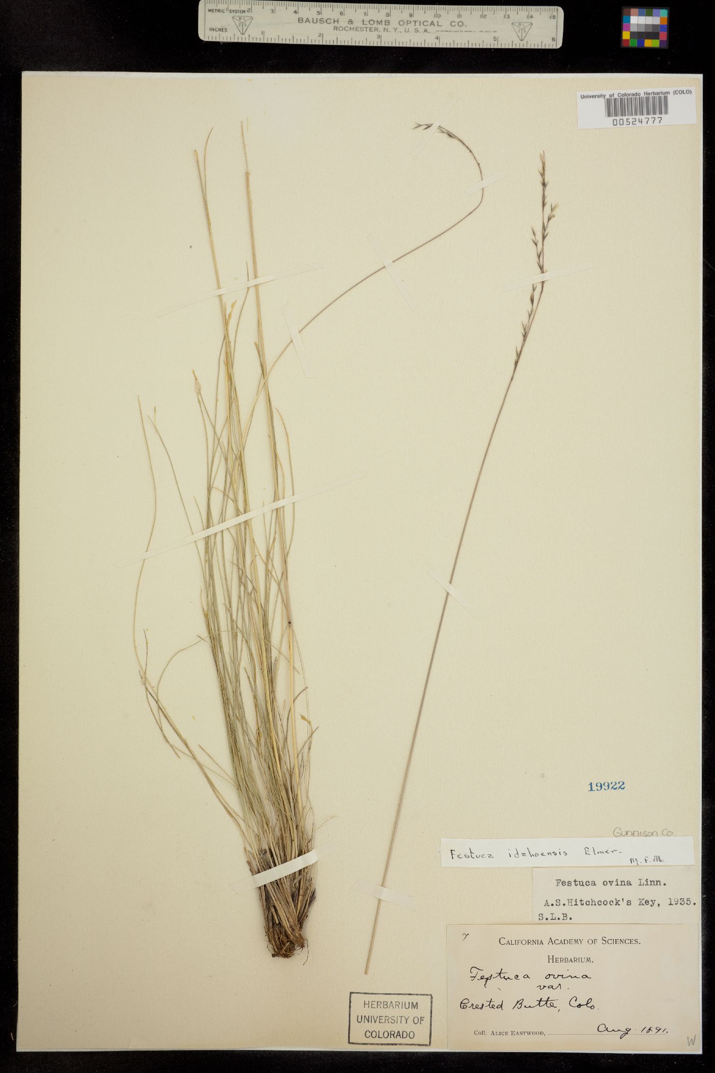 Festuca idahoensis image