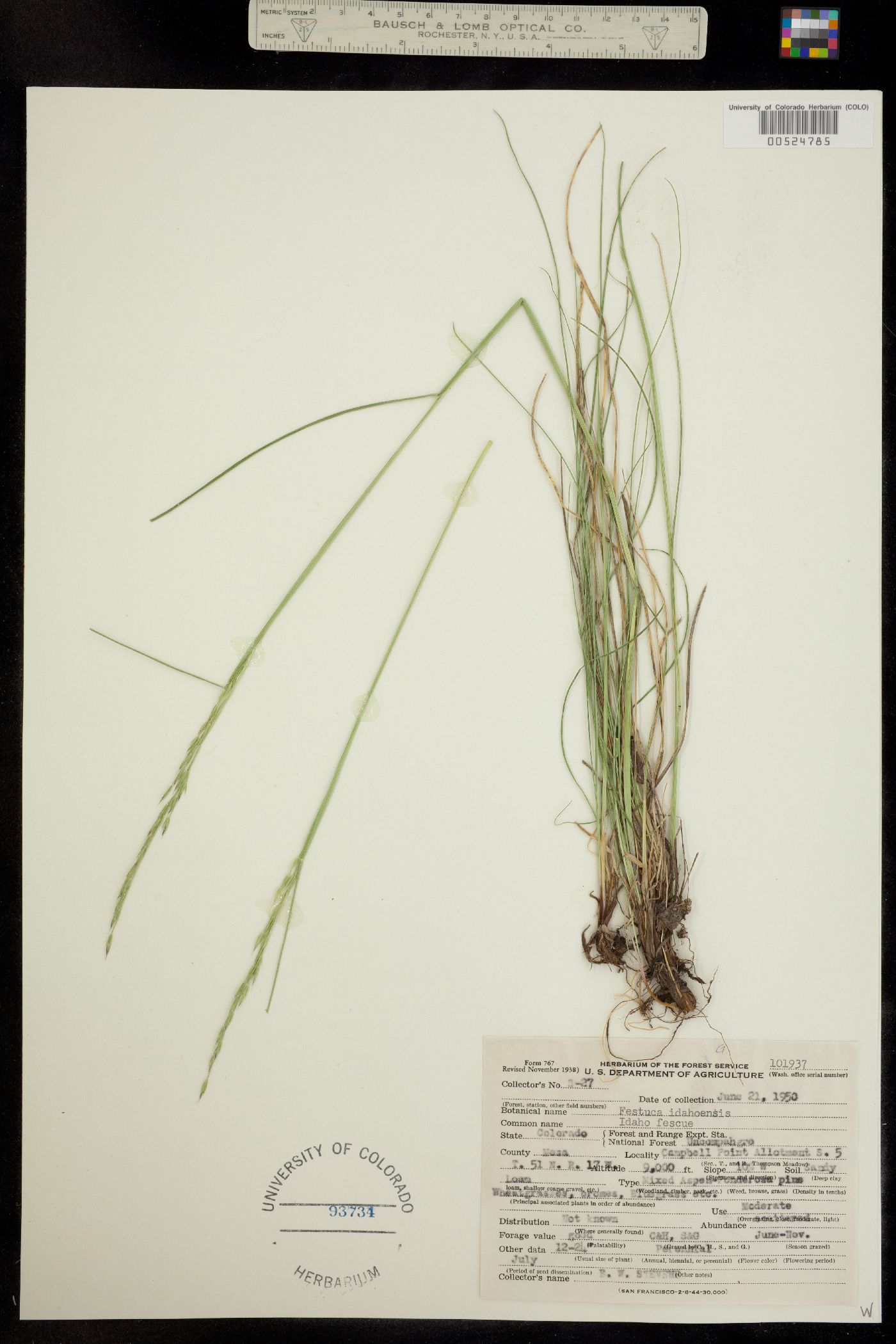 Festuca idahoensis image