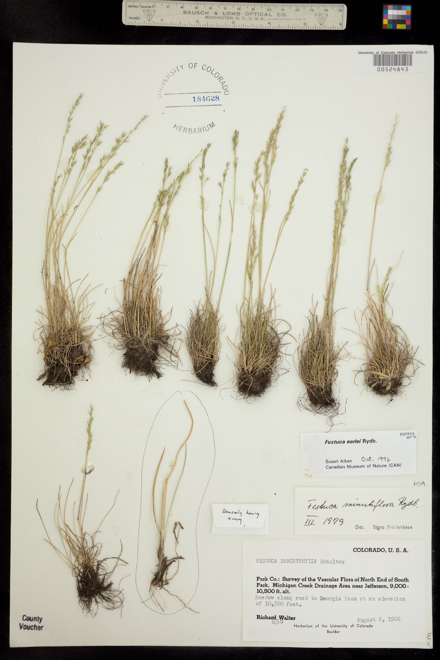 Festuca earlei image