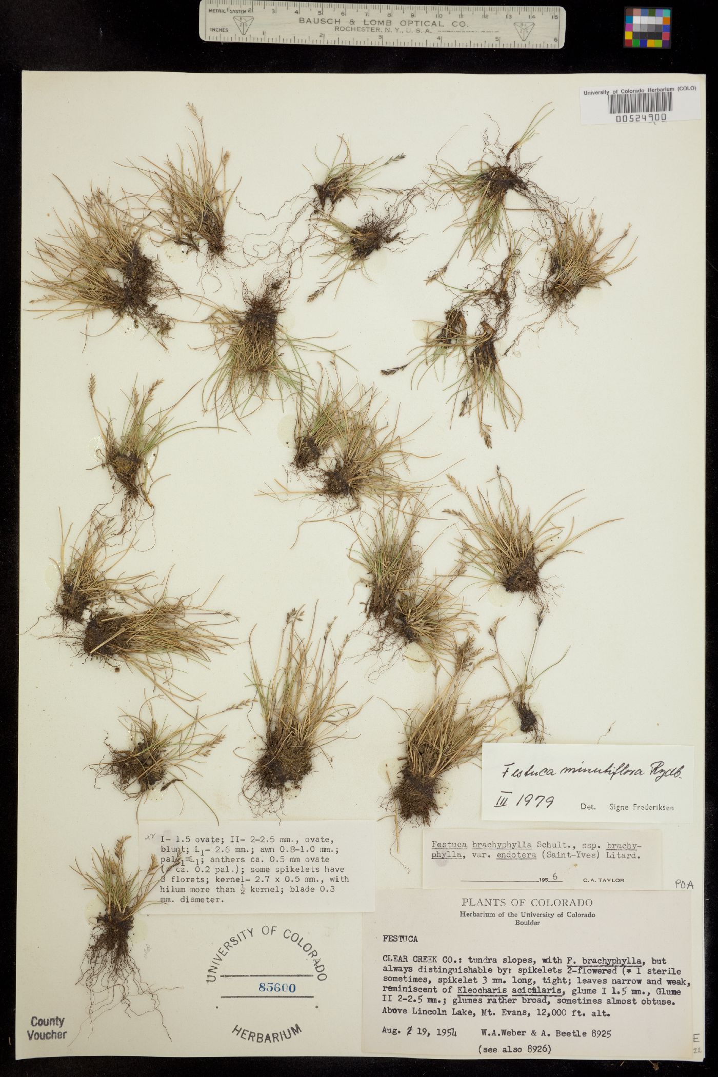 Festuca minutiflora image