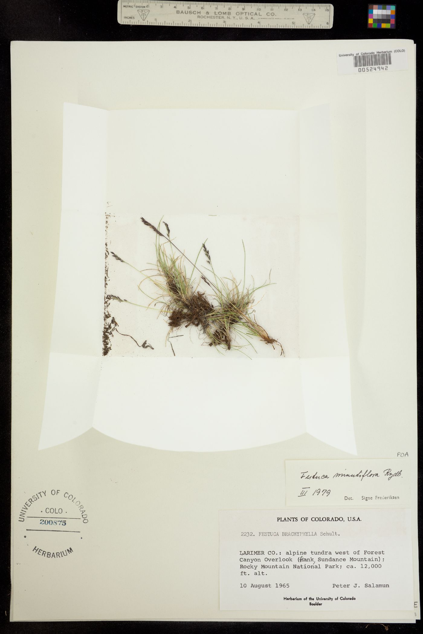 Festuca minutiflora image