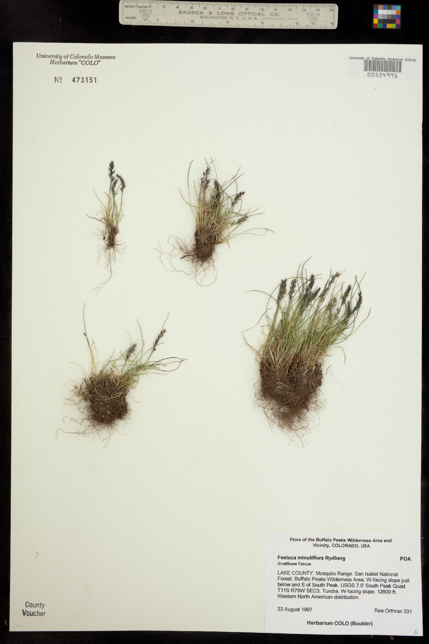 Festuca minutiflora image