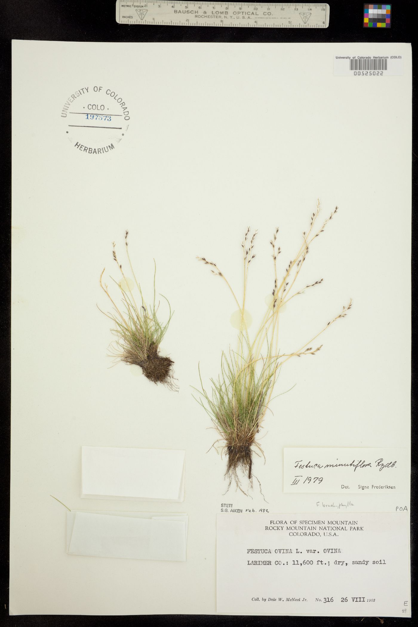Festuca minutiflora image