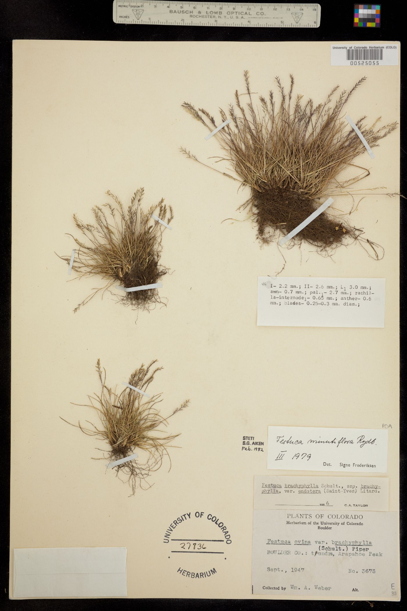 Festuca image