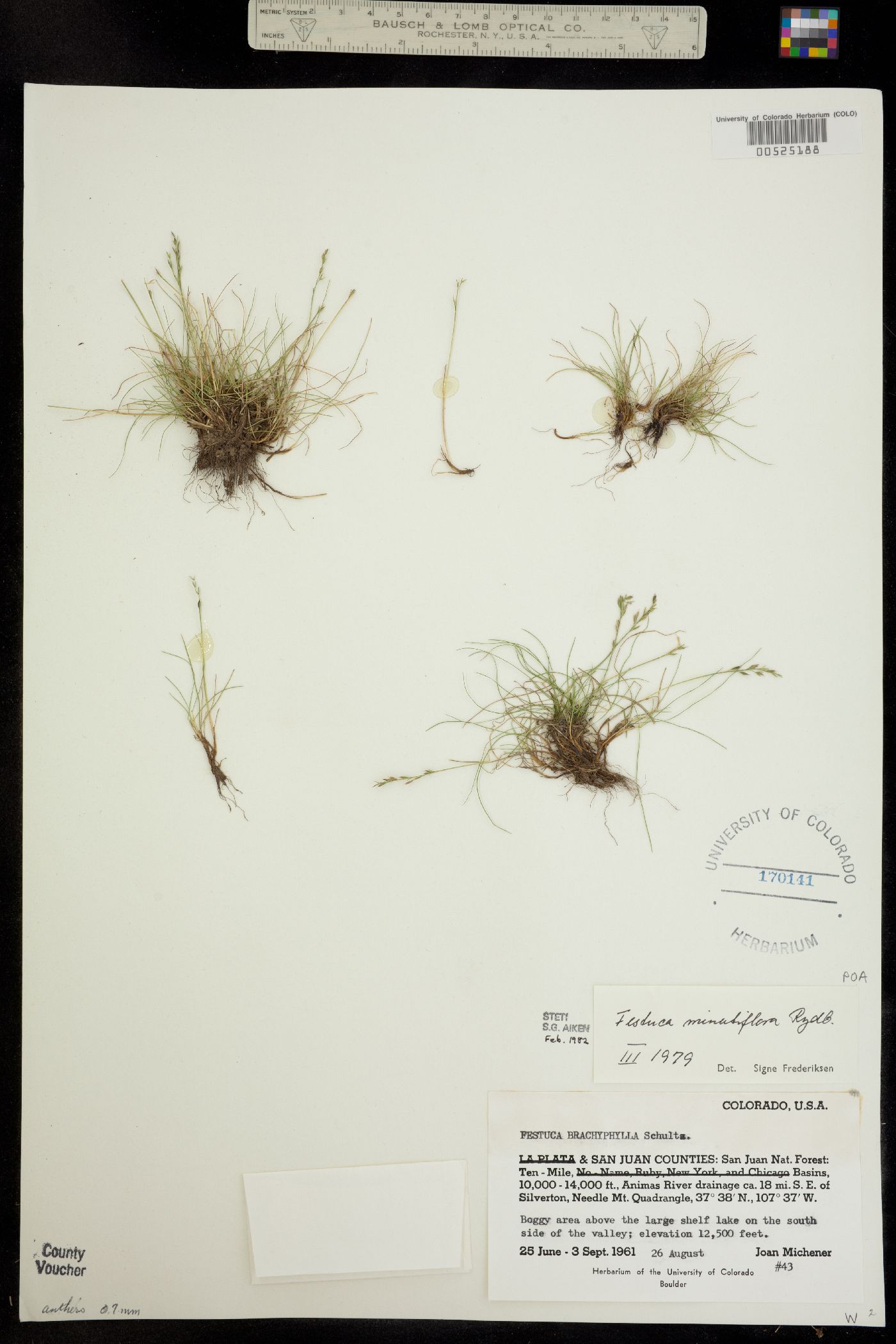 Festuca minutiflora image
