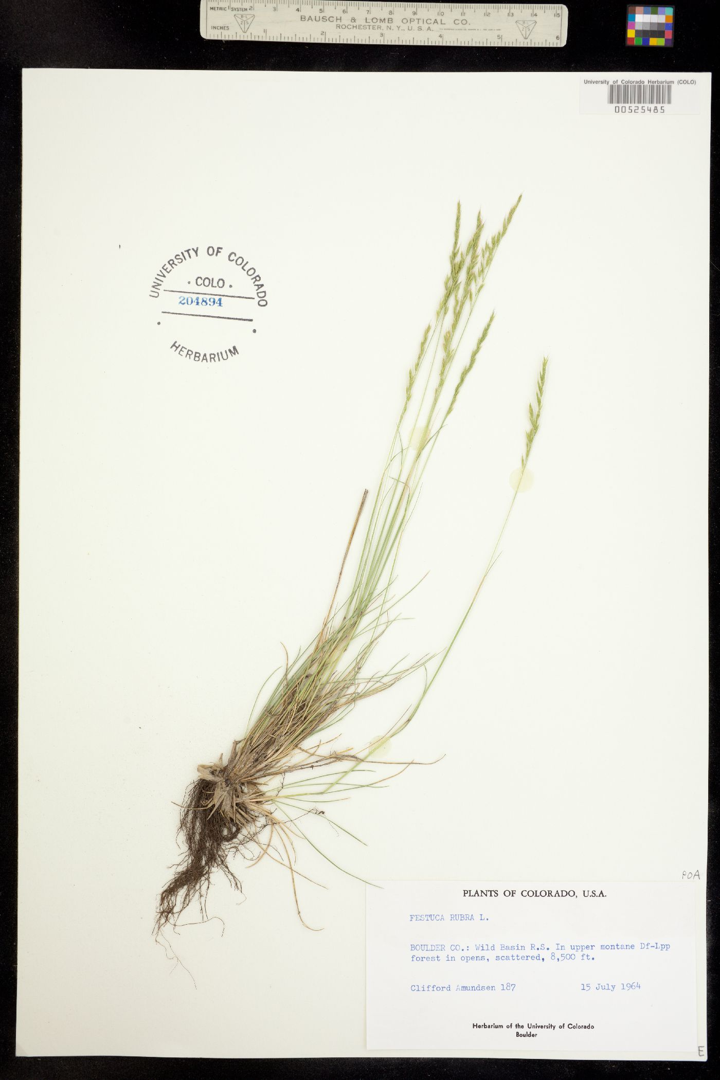 Festuca rubra image